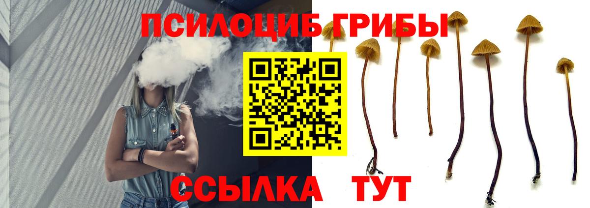Галлюциногенные грибы Psilocybe  Галлюциногенные грибы Psilocybe  где продают   Карачаевск  Вход с VPN 