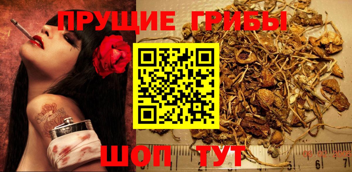 Галлюциногенные грибы Psilocybe Карачаевск